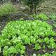 Lechuga