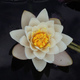 Flor%20by%20schicka