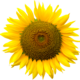 Png 1