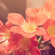 Flores%20by%20cas%20cornelissen