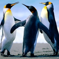 Penguins