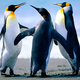 Penguins