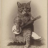 Banjocat