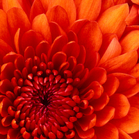 Chrysanthemum